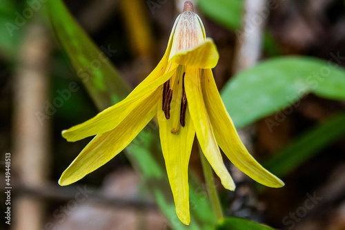 Macro Photograph of Trout Lily in Bloom  Nixon Park  York County  Pennsylvania  USA