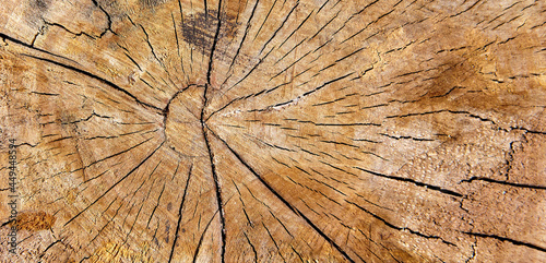 Abstract texture of tree stump, crack wood ancient
