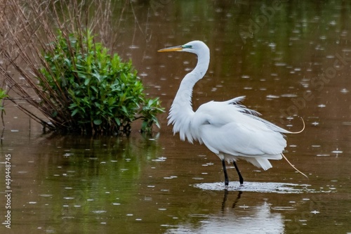 Great Egret On A Rainy Day, William Kain County Park, York County, Pennsylvania, USA