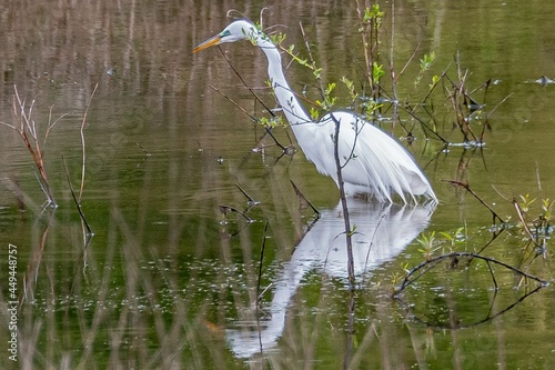 Great White Egret with Reflection in the Marsh, Lake Redman Boardwalk, York County, Pennsylvania, USA photo