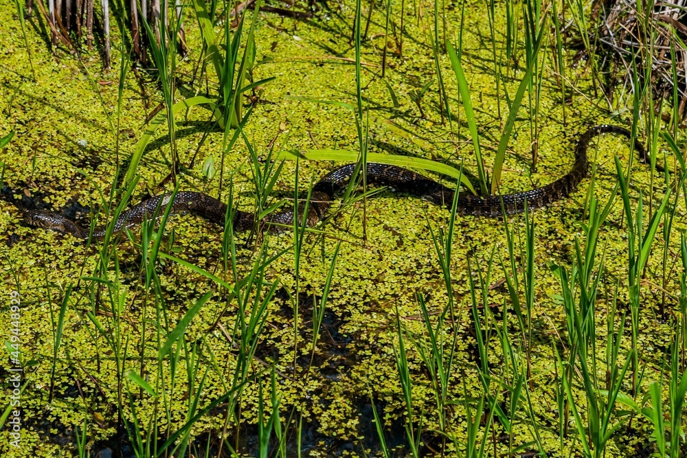 Fototapeta premium Nerodia Sipedon (Common Water Snake), William Kain County Park, York County, Pennsylvania, USA