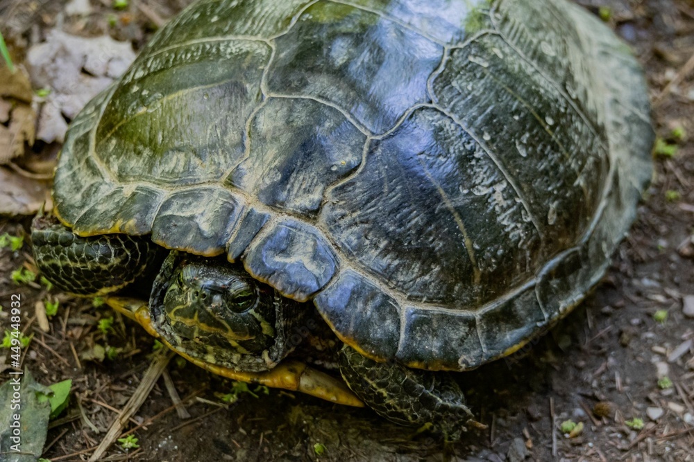 Obraz premium Northern Map Turtle, Lake Williams, York County, Pennsylvania, USA