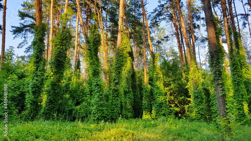 Green Pine Forest on a Summer Day