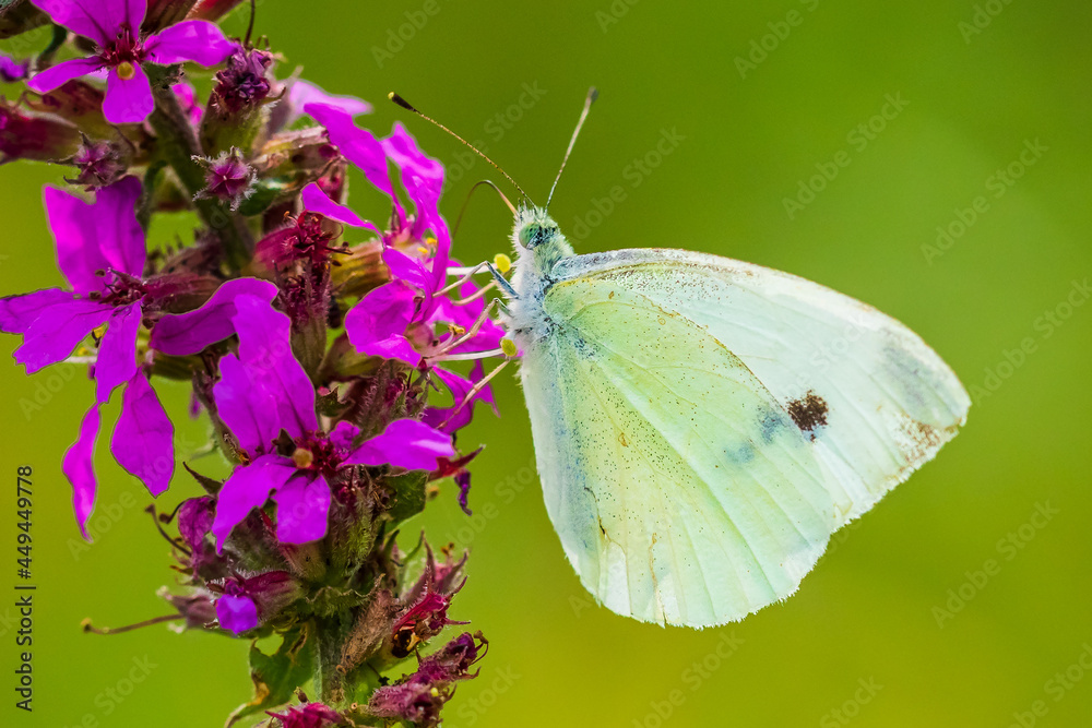 Pieris rapae small white butterfly pollinating on pink purple flowers Pieris rapae small white butterfly pollinating on pink purple flowers