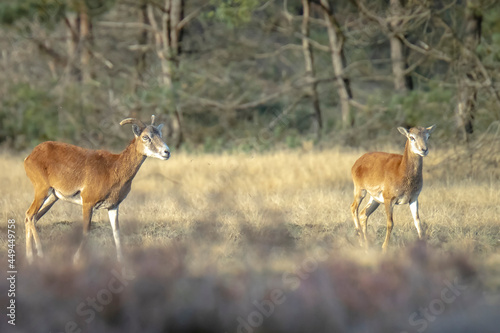 Mouflon (Ovis gmelini) in a forest