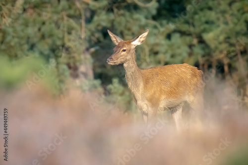 Red deer young cervus elaphus, in Autumn © Sander Meertins