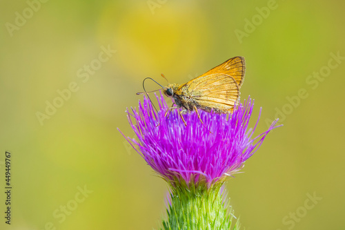 large skipper Ochlodes sylvanus butterfly pollinating