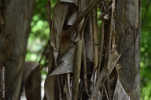 dry leaves of a banana tree