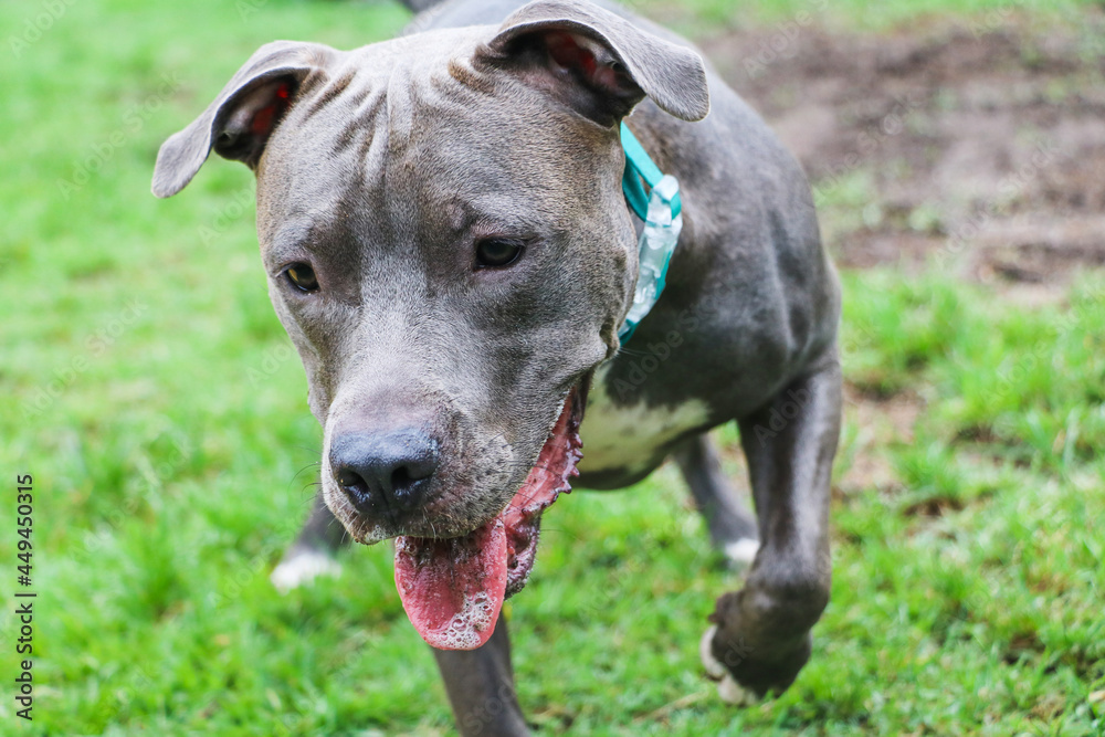 Pit bull dog playing and having fun in the park. Selective focus.