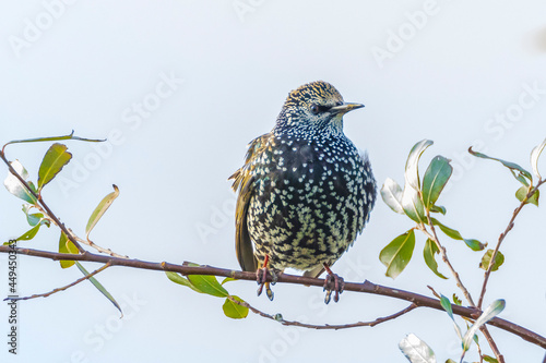 Male common starling bird Sturnus vulgaris with beautiful plumage