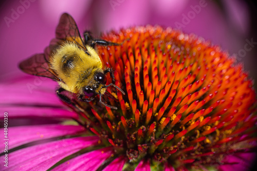 A Brown-Belted Bumble Bee (Bombus griseocollis) collecting pollen from an Echinacea coneflower. photo