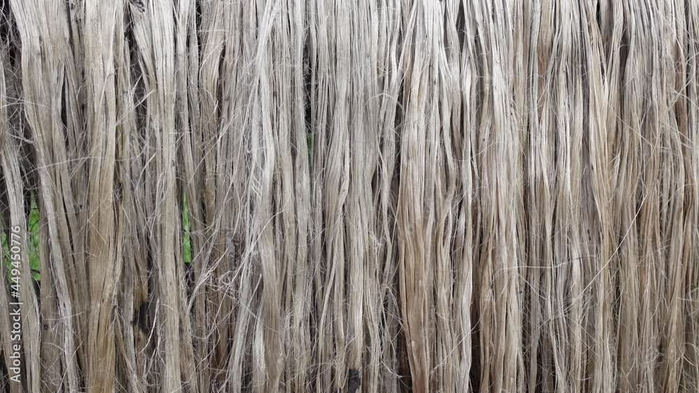 Closeup view of raw jute fiber. Rotten jute is being washed in water and dried in the sun. Brown jute fiber texture and details background. 4K video. Closeup view of raw jute fiber. Rotten jute is being washed in water and dried in the sun. Brown jute fiber texture and details background. 4K video.