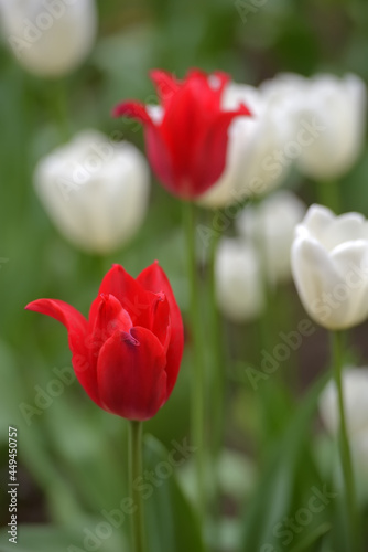 red and white tulips on the lawn