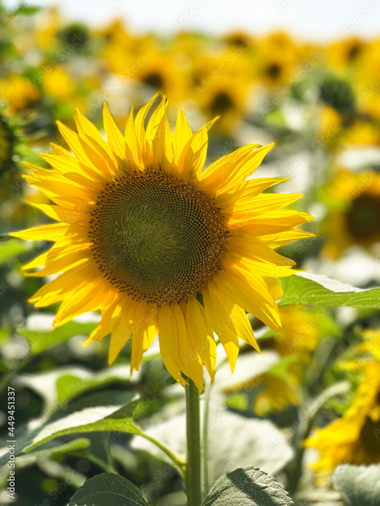 Fototapeta premium sunflower in the field
