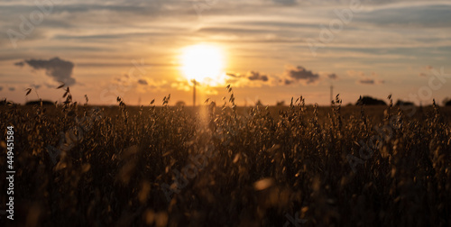 Golden oat field at sunset. Oats growing naturally in sunlight.
