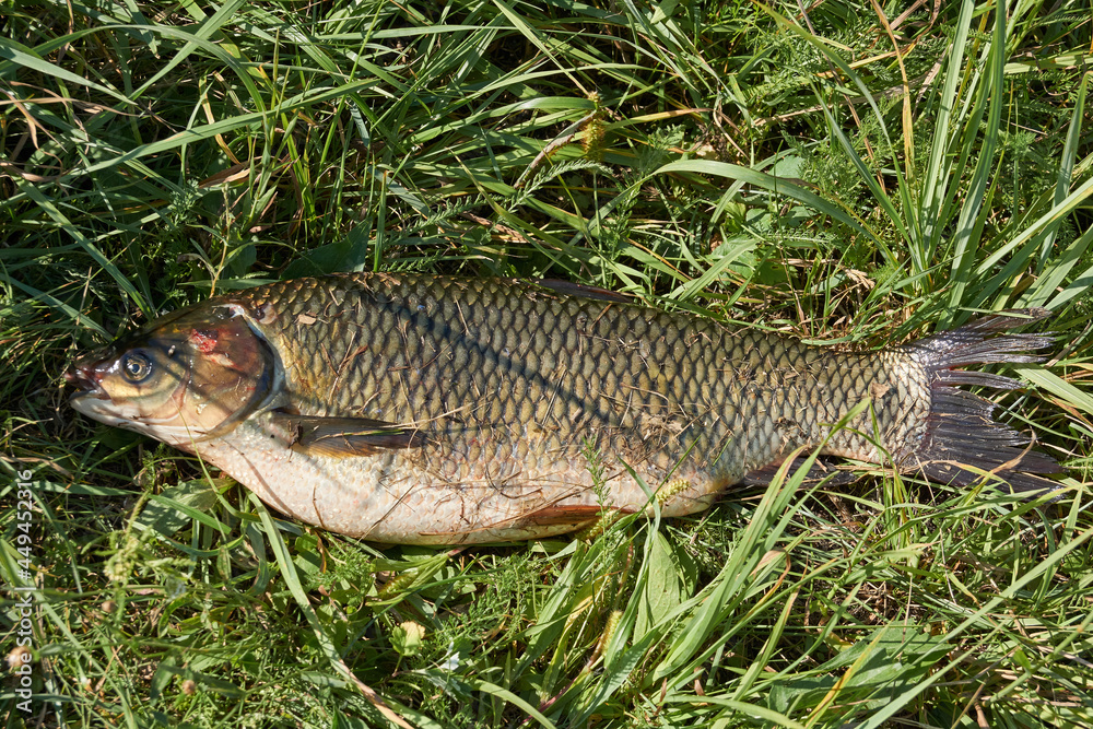 White Amur. Fishing on the lake. Reflection in water. Recreation center. August 2021. White Amur. Fishing on the lake. Reflection in water. Recreation center. August 2021.