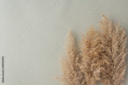 Branches of fluffy pampas grass on light background, copy space. Modern decoration with dried flowers