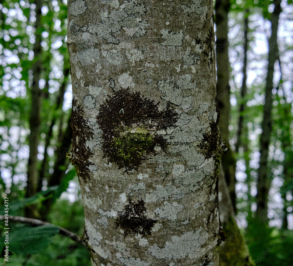 By the Crinal Canal footpath, moss grows on the trunk of an Ash tree