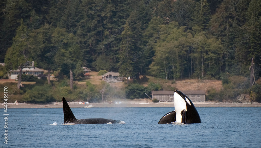 Obraz premium Orca Spy Hop Off San Juan Islands