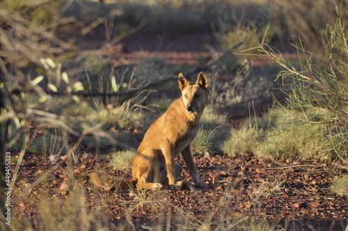 Wild dingo in Australia photo