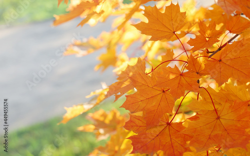 Selective focus  autumn lush foliage maple leaves on tree