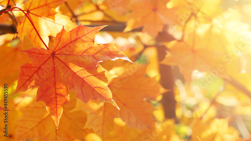 Selective focus, autumn lush foliage maple leaves on tree on sunny day