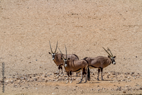 Oryxantilope, Namibia