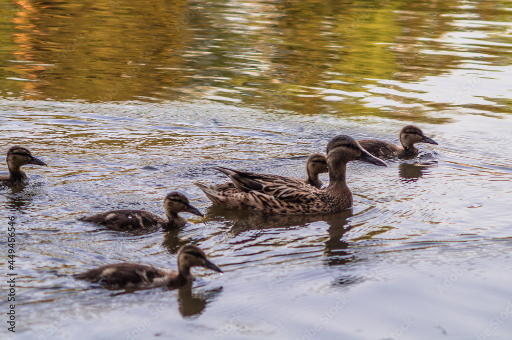 Mother duck with cute ducklings Mother duck with cute ducklings