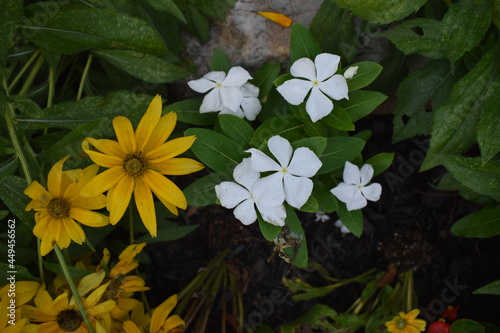 yellow flowers in the garden