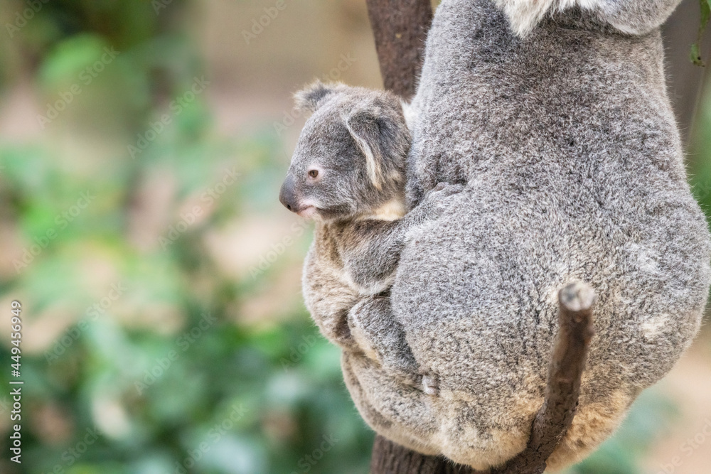 Baby koala looks out to the left as it rest on its mother’s side. Baby koala looks out to the left as it rest on its mother’s side.