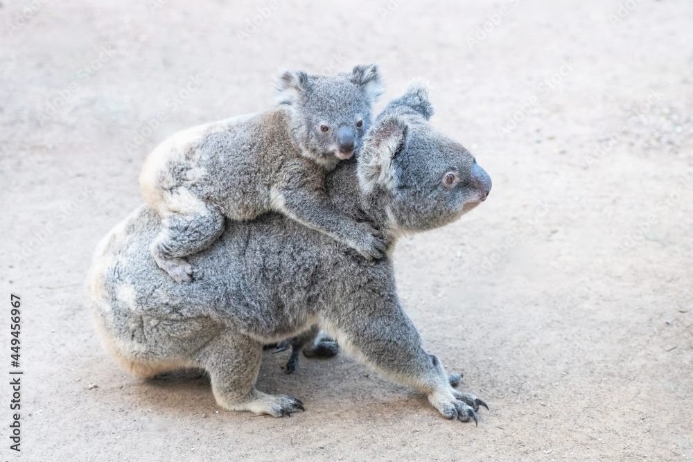 Mother koala walking on the ground as her baby clings to her back. Mother koala walking on the ground as her baby clings to her back.