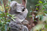 Koala sitting in a eucalyptus tree as it’s joey clings to it’s belly almost hiding from the world.