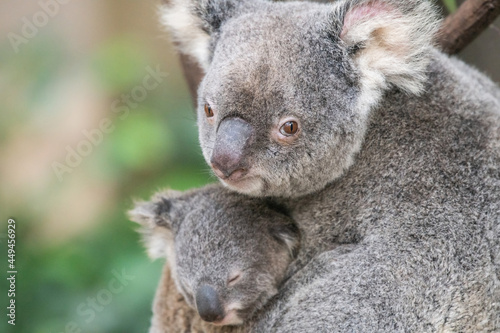 Mother koala looks up into camera lens as her baby sleeps in her arms