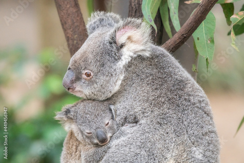 Fototapeta Naklejka Na Ścianę i Meble -  Mother koala rests her head on her baby’s head as it sleeps in her arms