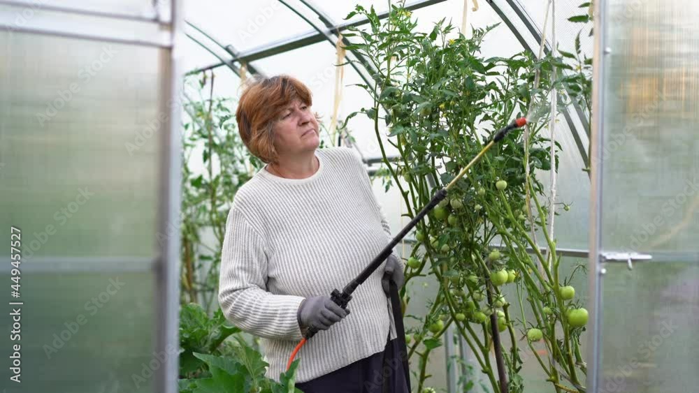 a woman sprays and treats tomatoes from diseases and phytophthora. Phytophthora cactorum of tomatoes, brown rot. agriculture and horticulture. tomato harvest a woman sprays and treats tomatoes from diseases and phytophthora. Phytophthora cactorum of tomatoes, brown rot. agriculture and horticulture. tomato harvest