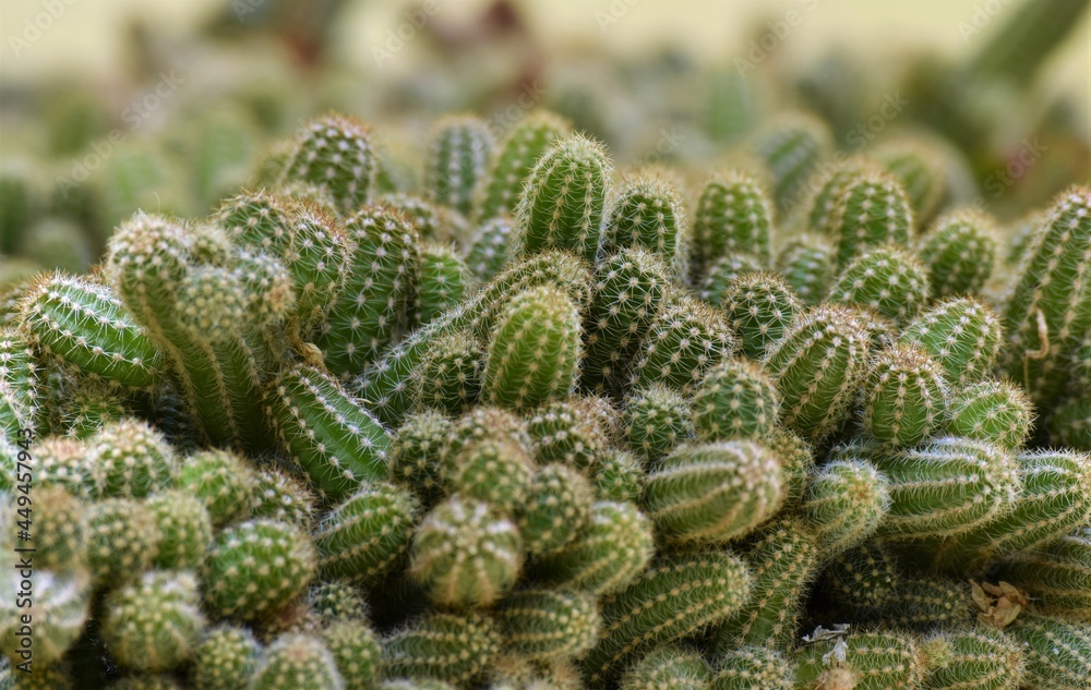 cactos cactos