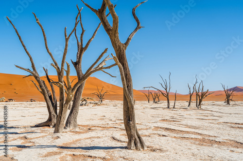 Dead camelthorn trees against towering sand dunes in Deadvlei  Namib-Naukluft National Park  Namibia  Africa.