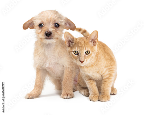 Cute Young Puppy Dog and Kitten Together
