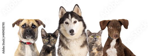 Row of Different Mixed Breed Pet Cats and Dogs