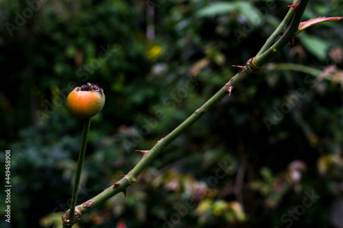 Fruto de rosa