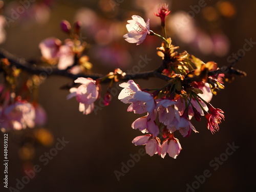 夕日に照らされた桜の花
