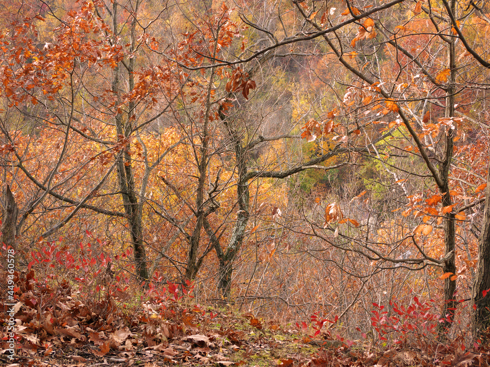 Tallman Mountain Autumn Trees