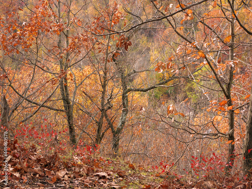 Tallman Mountain Autumn Trees