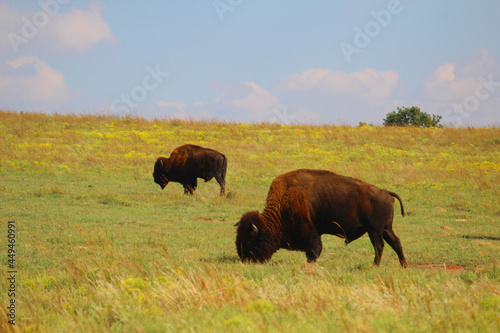 buffalo in the field