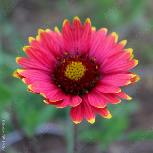 close up of a flower