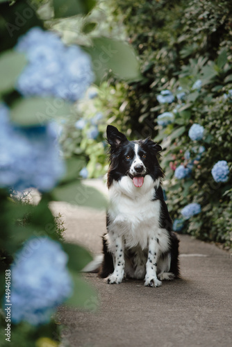 border collie dog with blue flowers