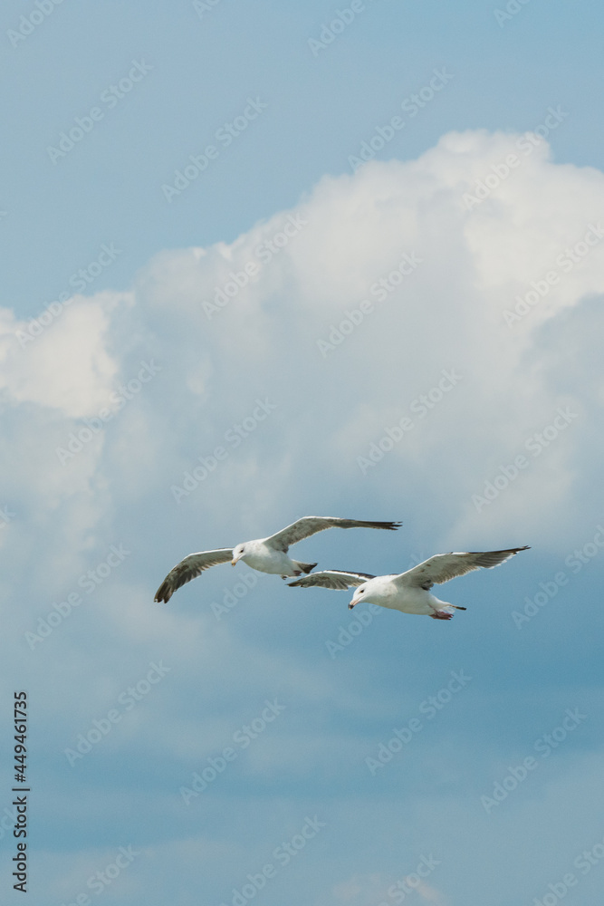 seagull seagull
