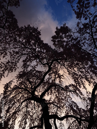 京都で咲いているきれいな桜の花