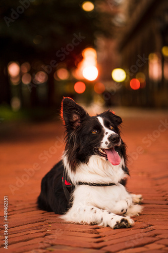 border collie dog