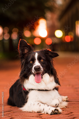 border collie dog